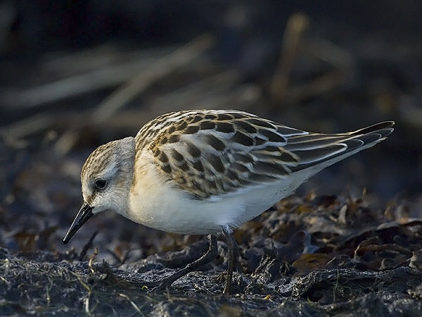 Pikkusirri, Little Stint, Calidris minuta